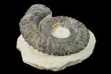 Early Devonian Ammonite (Anetoceras) - Tazarine, Morocco #154314-1